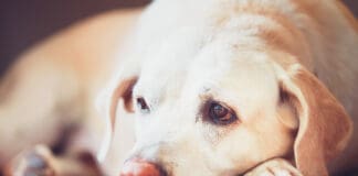 A depressed dog may have a reduced appetite and lethargy.