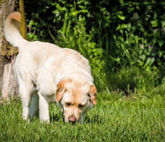 Help for Dog Urine Killing Grass Dog urine killing grass? Try changing things up.