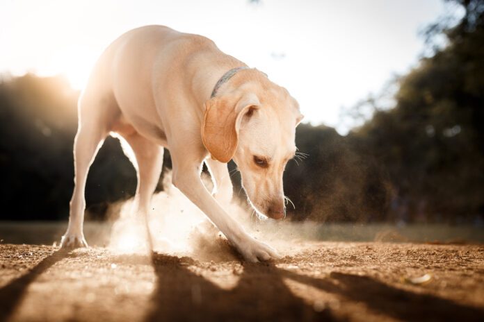 There is no single reason dogs eat dirt.