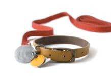 Guide To Collars, Leashes & Harnesses eBook from Whole Dog Journal