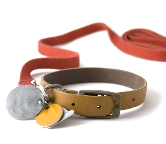 Guide To Collars, Leashes & Harnesses eBook from Whole Dog Journal