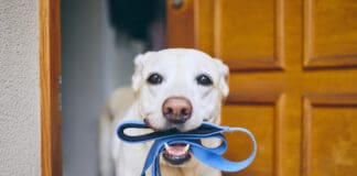 How to Walk Your Dog eBook from Whole Dog Journal