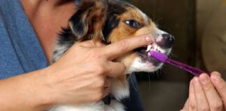 Keeping Your Dog’s Teeth and Gums Healthy eBook from Whole Dog Journal