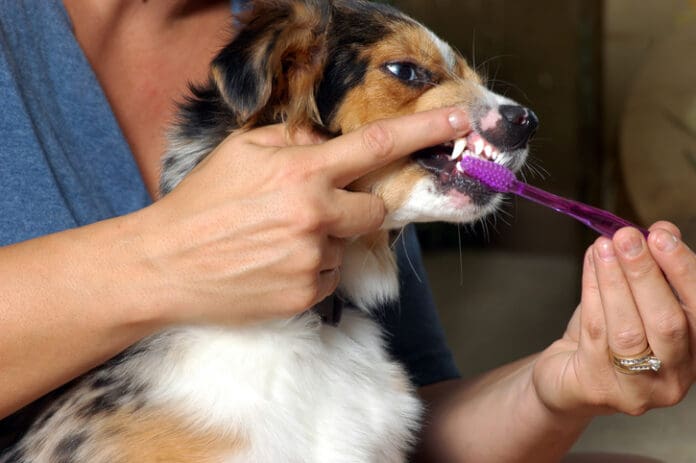 Keeping Your Dog’s Teeth and Gums Healthy eBook from Whole Dog Journal