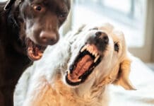 A dog getting aggressive with other dogs can manifest with other dogs in the home, visiting dogs, and out on walks.