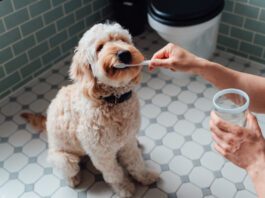 DIY dog toothpaste can make an appetizing teeth cleaner dogs love.