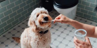 DIY dog toothpaste can make an appetizing teeth cleaner dogs love.