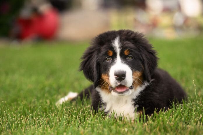 Large breed puppies need large breed puppy food to support their greater growth.