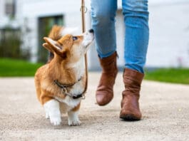 Teaching your dog proper leash manners requires practice.