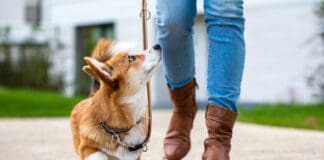 Teaching your dog proper leash manners requires practice.