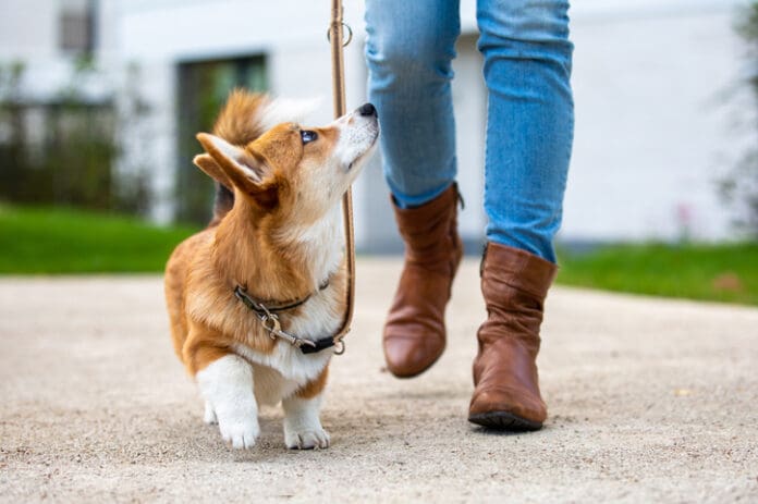 Teaching your dog proper leash manners requires practice.