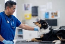 The lyme vaccine for dogs is a potentially controversial vaccine.