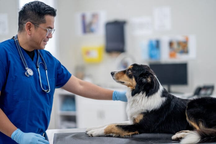 The lyme vaccine for dogs is a potentially controversial vaccine.