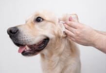 Homemade dog ear cleaner can make keeping your dogs ears much less expensive.