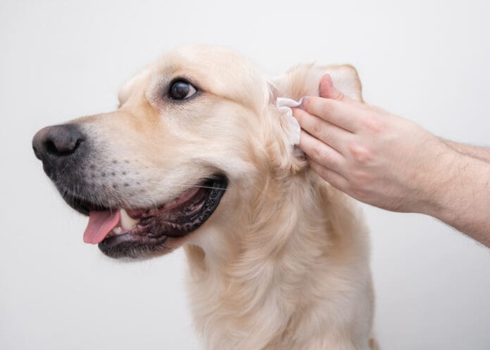 Homemade dog ear cleaner can make keeping your dogs ears much less expensive.