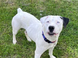 This foster dogs is staying at a succession of foster hopes until she finds one forever.