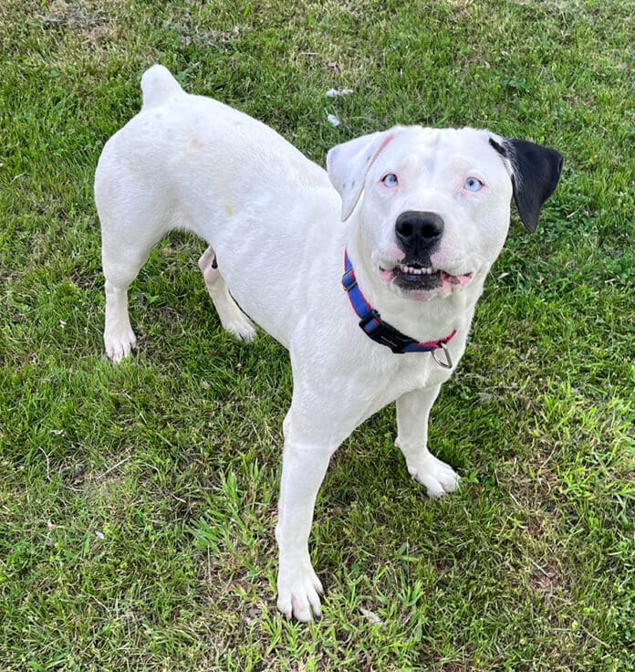 This foster dogs is staying at a succession of foster hopes until she finds one forever.