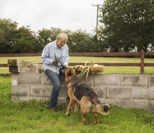 When your dog eats an onion it's natural to panic, but how much onion is toxic to dogs.