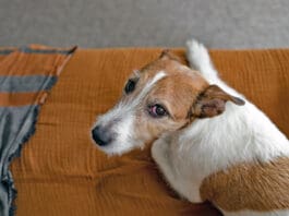 Dogs can get pinkeye, but they're unlikely to get it from humans.