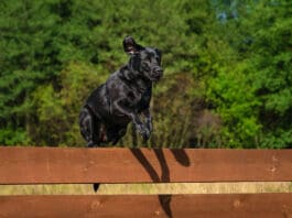 Some dogs view fences as a challenge not a limitation making it hard to keep them from jumping the fence.