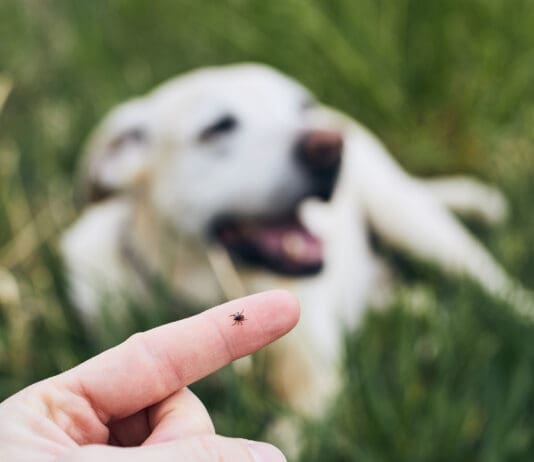 Rocky mountain spotted fever in dogs is a tick borne illness that can be fatal.