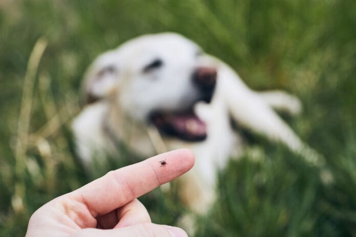 Rocky mountain spotted fever in dogs is a tick borne illness that can be fatal.