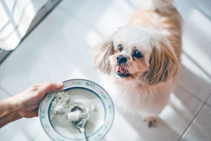 Dogs can eat rice and its a staple bland food to feed a dog with an upset dog.