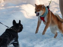 A dog restrained by a leash attempts to charge another dog on a leash.