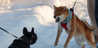 A dog restrained by a leash attempts to charge another dog on a leash.