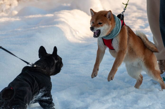 A dog restrained by a leash attempts to charge another dog on a leash.