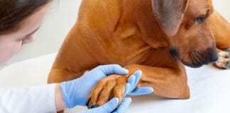 Dog fungal infections can show up in the paws and ears.