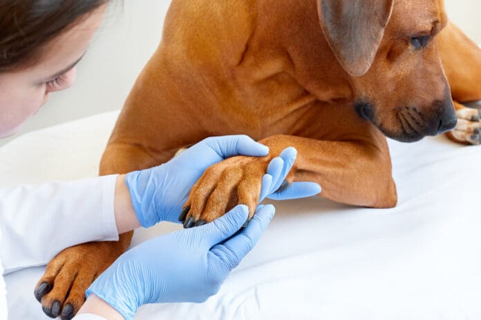 Dog fungal infections can show up in the paws and ears.