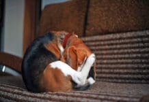 If your dog keeps licking back near tail he could be suffering from discomfort due to allergies, or another issue.