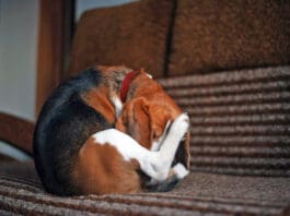 If your dog keeps licking back near tail he could be suffering from discomfort due to allergies, or another issue.