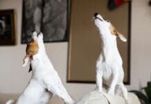 Two Jack Russel terriers howl in unison along with a siren or other noise.