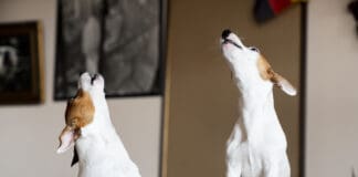 Two Jack Russel terriers howl in unison along with a siren or other noise.