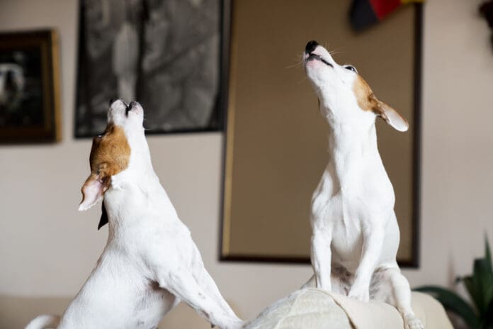 Two Jack Russel terriers howl in unison along with a siren or other noise.