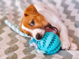 Teething is a trying time for both puppies and their owners. Puppy teething toys can help.