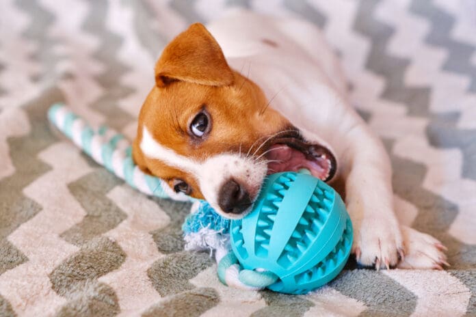 Teething is a trying time for both puppies and their owners. Puppy teething toys can help.