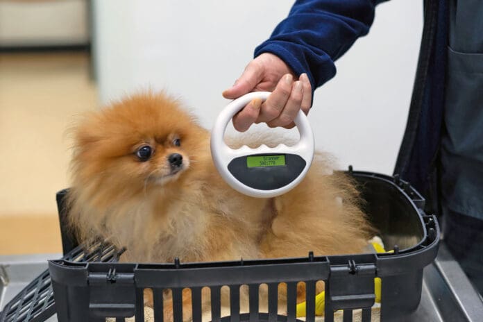 Microchipping a dog offers many advantages for locating the dog, and tracking health records.