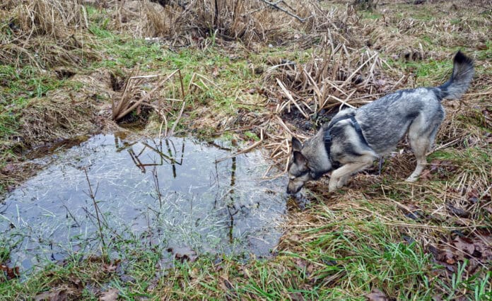 Leptospirosis is a bacterial infection in dogs that can be prevented with vaccination.