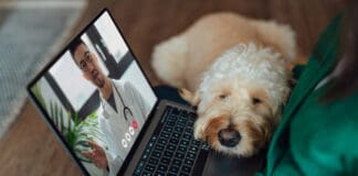 Veterinary telehealth can provide immediate care for your dog when they need it most.