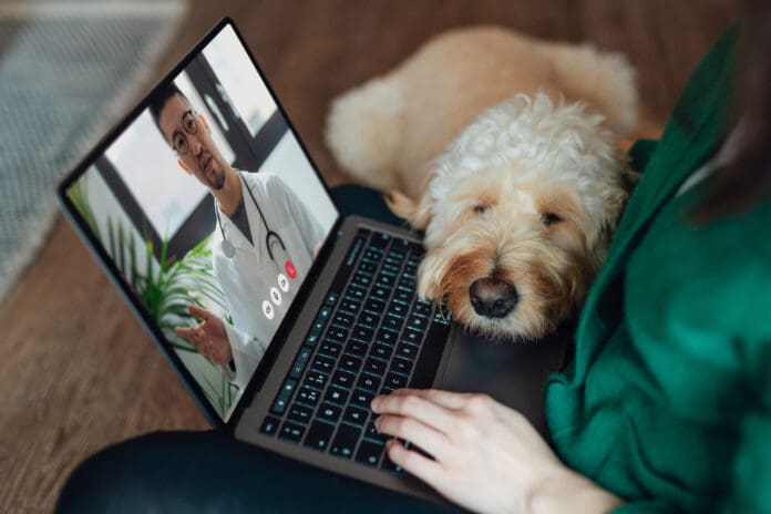 Veterinary telehealth can provide immediate care for your dog when they need it most.