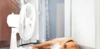 A dog with a fever can be comforted by cooling him down.