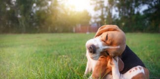 Parasites in dogs affect both the dogs internal systems, and external skin and ears.