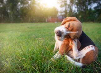 Parasites in dogs affect both the dogs internal systems, and external skin and ears.