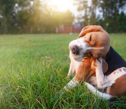 Parasites in dogs affect both the dogs internal systems, and external skin and ears.