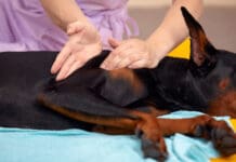 Canine rehabilitation therapists help provide dogs with physical rehab.