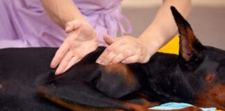 Canine rehabilitation therapists help provide dogs with physical rehab.