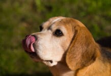 Licking can be a sign of displacement behavior in dogs.